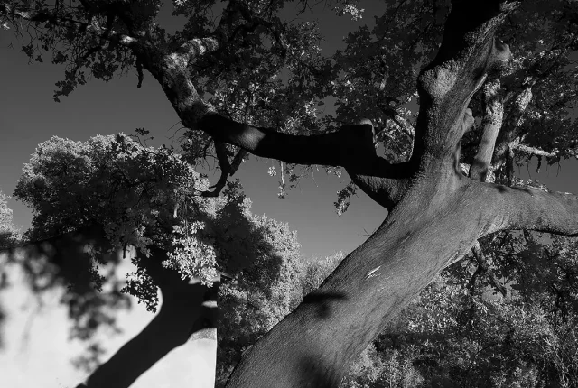 My Cork Oak, Alcanena, Santarem, Portugal