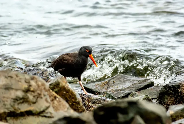 My Oystercatcher Buddy, Neck Point, Vancouver Island, British Columbia, Canada