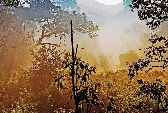 Mystical Forest, BR Hills Wildlife Sanctuary, Mysore, India