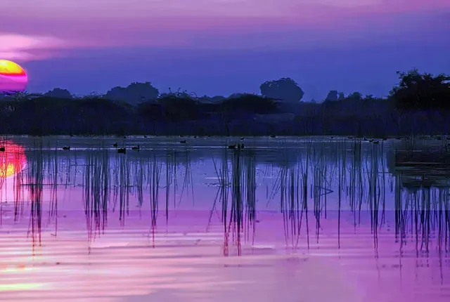 Nalsarovar Bird Sanctuary, Ahmedabad, Gujarat, India
