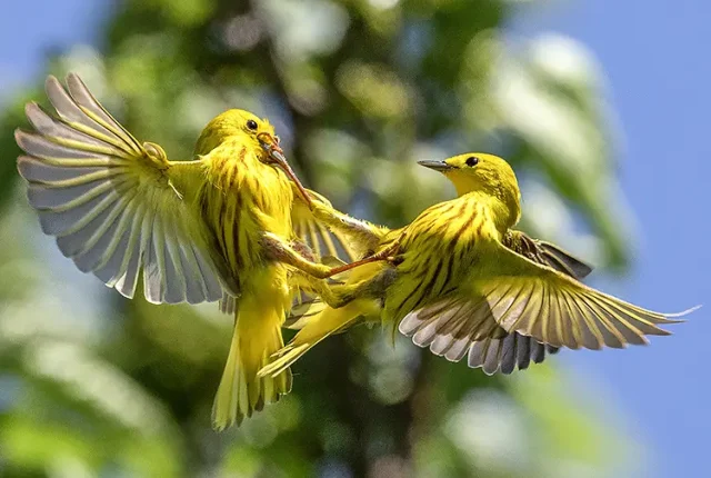 Northern Yellow Warbler Battle, Channahon, Illinois, USA