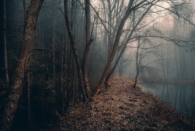 November Escape, Voderady Beechwoods, Near Prague, Czech Republic