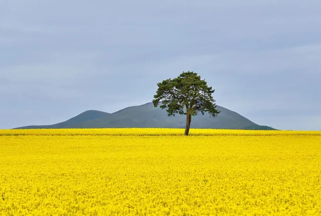 Oil seed rape field near bonnyrigg midlothian scotland