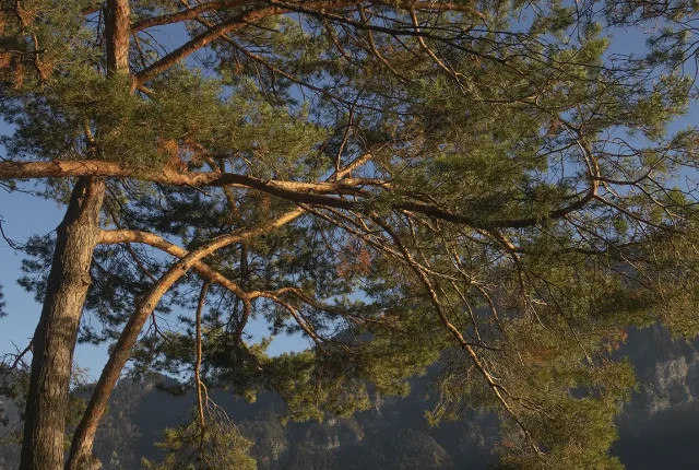 Old Pine In Late Afternoon, Unterseen, Interlaken Oberhasli, Bern, Switzerland
