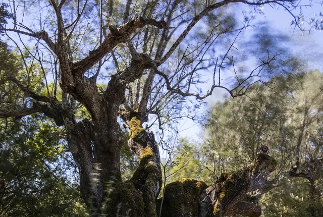 Olive Tree Swayed In The Wind, Alcanena, Santarem, Portugal