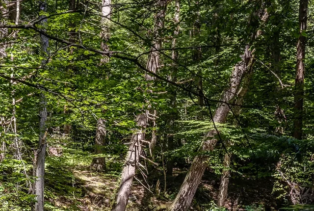 Orra Phelps Preserve, Wilton, NY, USA