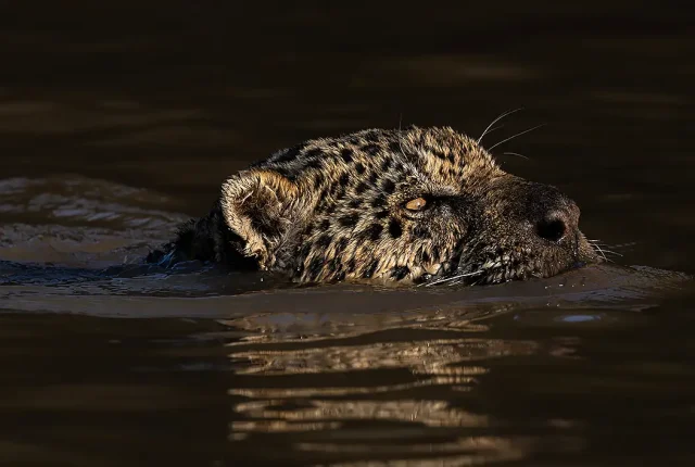 Ousado On The Hunt, Pantanal Jaguar, Brazil