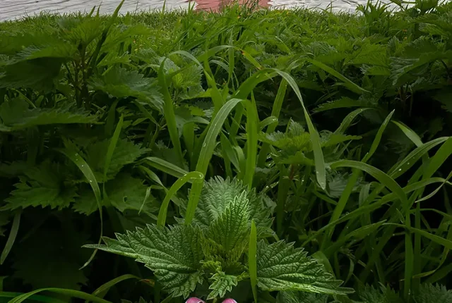 Padule di fucecchio, tuscany, italy