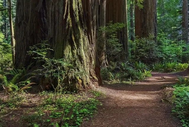 Path Beside Redwood Giants, Walker Grove, Jedediah Smith State Park, CA, USA
