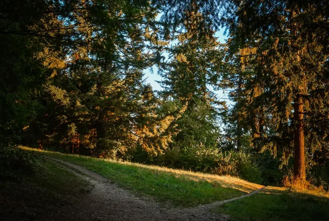 Paths In Forest Clearing, Clark Lake, Kent, King County, Washington, USA