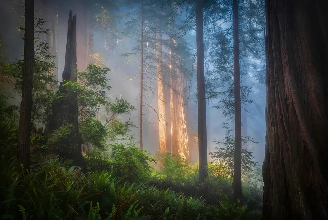 Pillars Of Gold, Del Norte Coast Redwoods State Park, CA, USA
