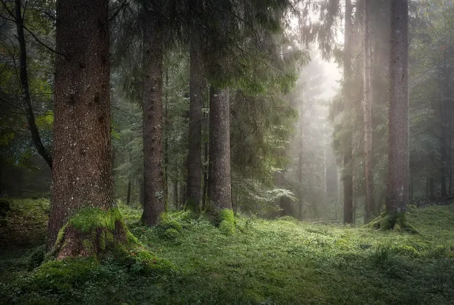 Pine forest in the mist, cansiglio forest, veneto, italy