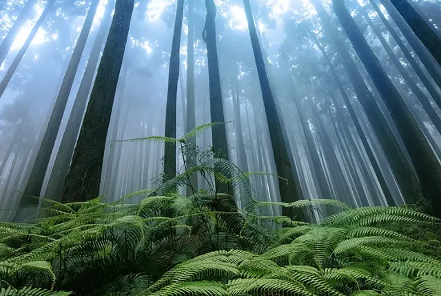 Pines And Ferns, Lamahatta, West Bengal, India