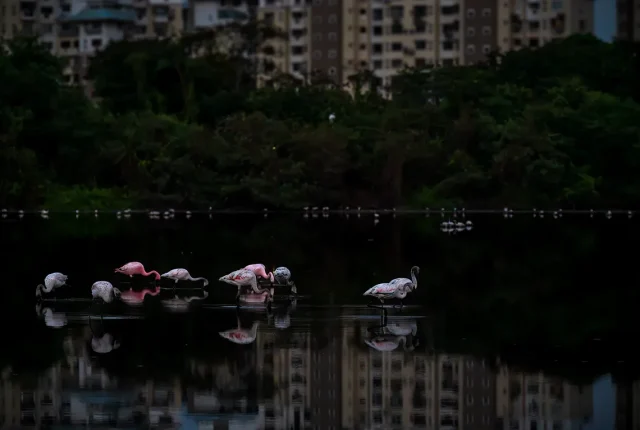 Pink In The Concrete Jungle, Navi Mumbai, Maharashtra, India