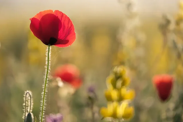 Poppies, Odemira, Alentejo, Portugal