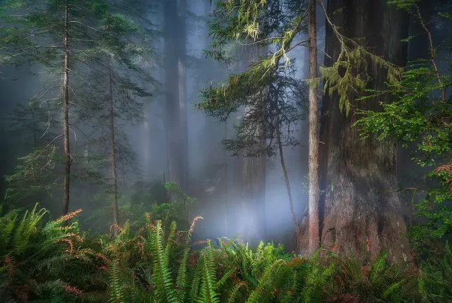 Primeval Forest, Del Norte Coast Redwoods State Park, CA, USA