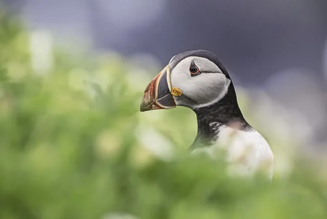 Puffin, Ireland