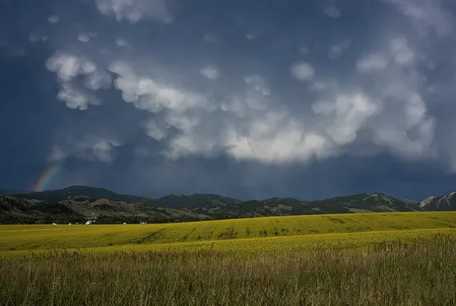 Rainbow Over Safflowers, Bozeman, Gallatin, MT, USA copy