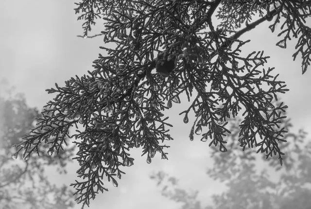 Raindrops On Cypress Tree, Santa Cruz do Douro, Baiao, Porto, Portugal