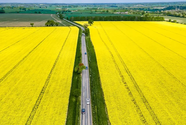 Rapeseed fields, kimberley, norfolk, england