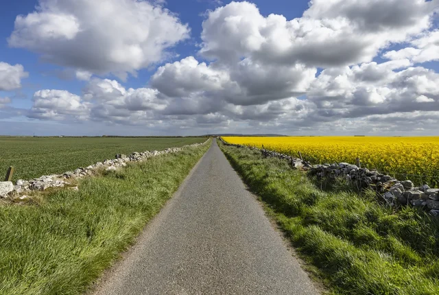Rapeseed Fields Near Pittulie Castle, Scotland copy
