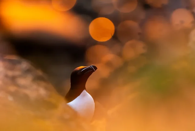 Razorbill, Thorshofn, Nordur Thingeyjarsysla, Iceland copy
