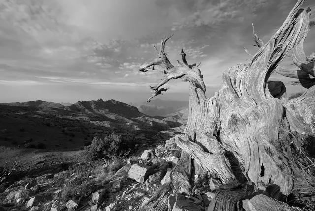 Reaching For The Sky, Juniper Woods, Jebel Akhdar, Oman copy