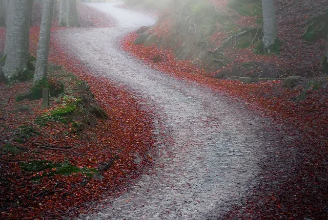 Red Carpet, Casentino, Tuscany, Italy