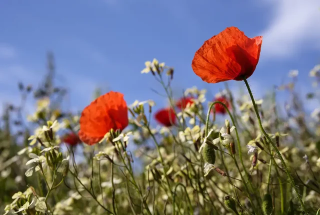 Red Poppies, Carrapateira, Portugal
