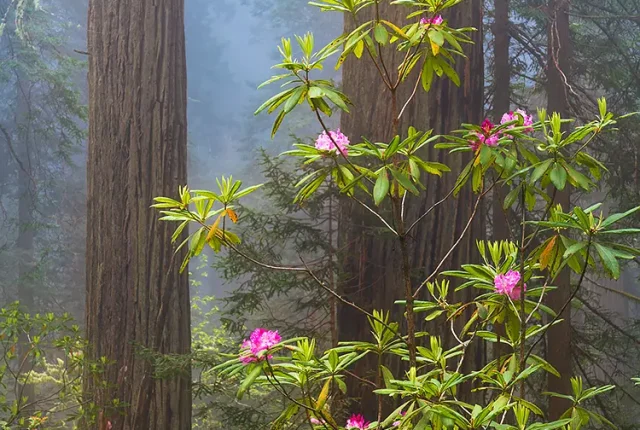 Redwood Forest, Humboldt County, California, USA