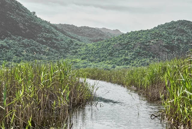 Reeds And Curved Stream In Colour, Lake Skadar, Montenegro