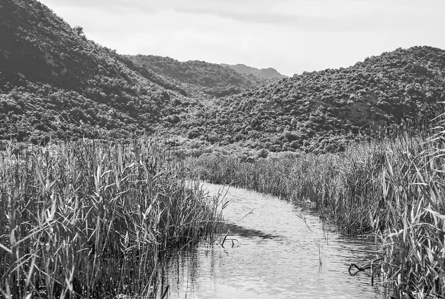 Reeds And Curved Stream, Lake Skadar, Montenegro