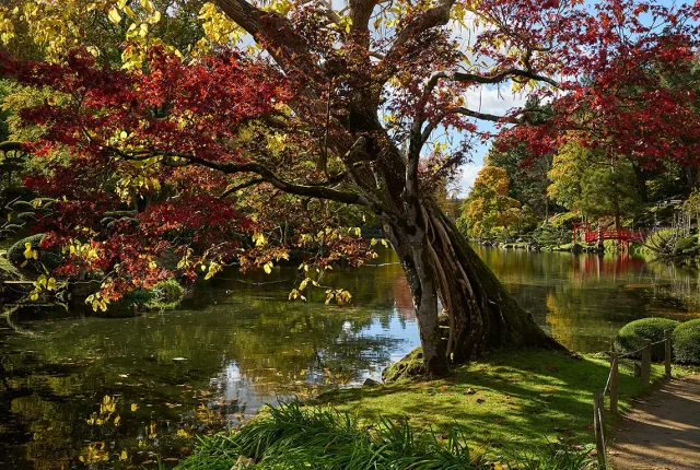 Remarkable tree, loire atlantique, france