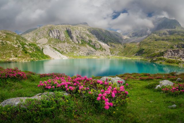 rhododendrons-in-flower