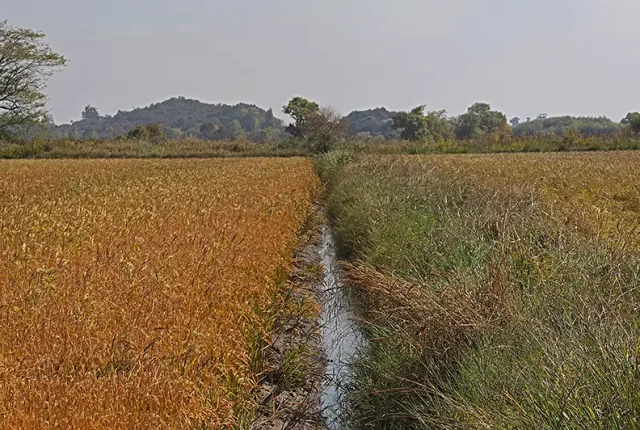 Rice Fields, Maiorca, Figueira da Foz, Coimbra, Portugal