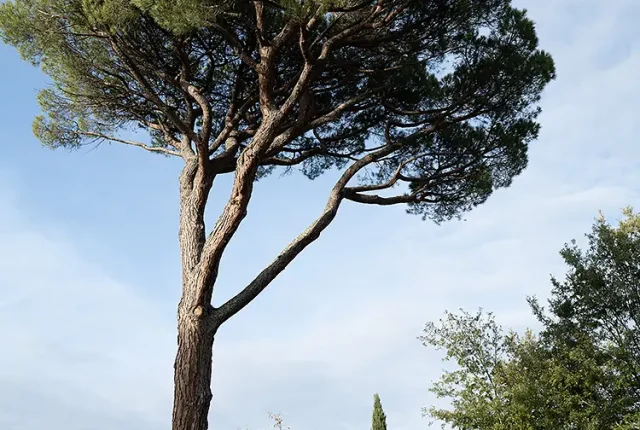 Road to gropin, gropina, loro ciuffenna, tuscany, italy