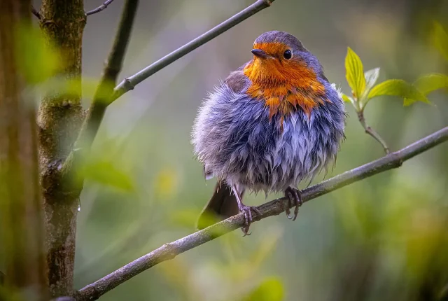 Robin rufford abbey england