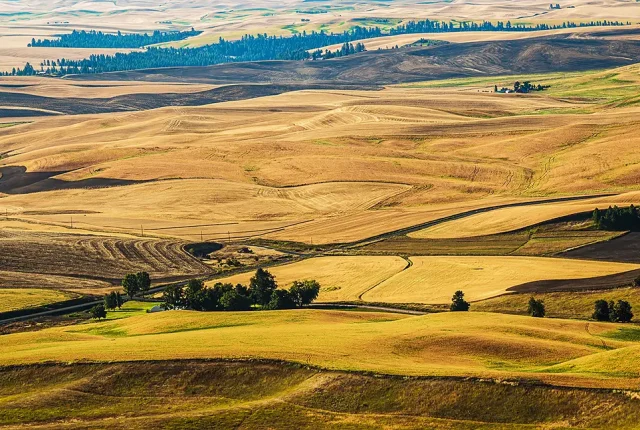 Rolling Hills During Harvest, Palouse, Washington, USA