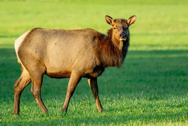 Roosevelt Elk Sweet Smile, Vancouver Island, British Columbia, Canada