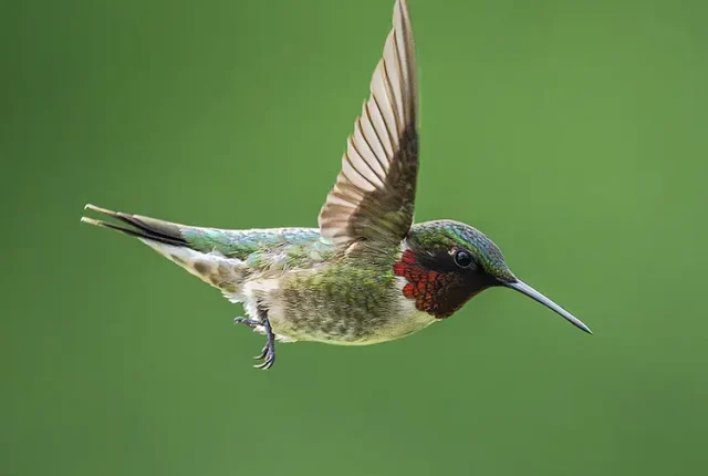 Ruby Throated Hummingbird Flyby, Aux Sable, Illinois, USA