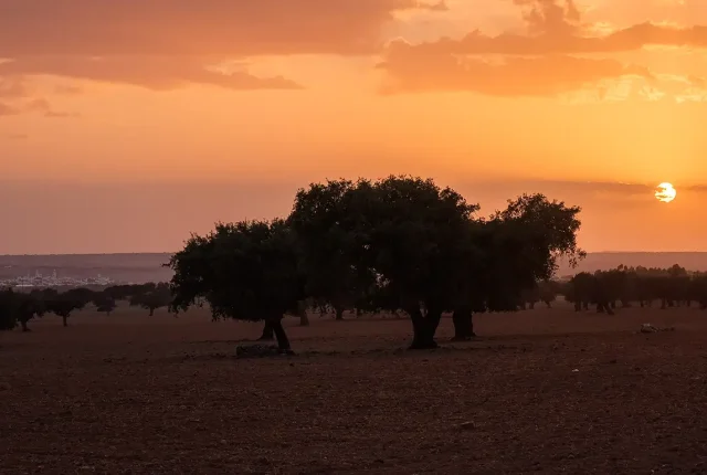 Rural Sunset, Esperanca, Alentejo, Portugal