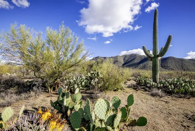Saguaro National Park, Tucson, Arizona, USA