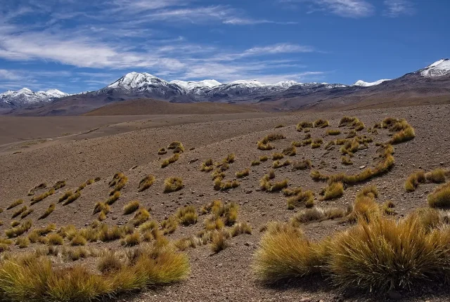 Salt Grass Crescents, Near Tatio Geysers, Atacama Desert, Chile