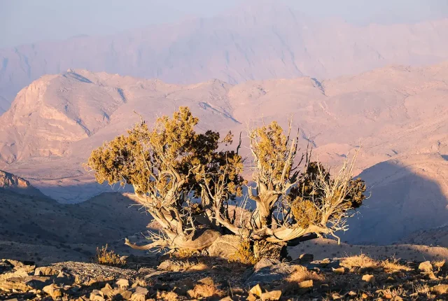 Sayq Plateau Shrubs, Jebel Akhdar, Oman