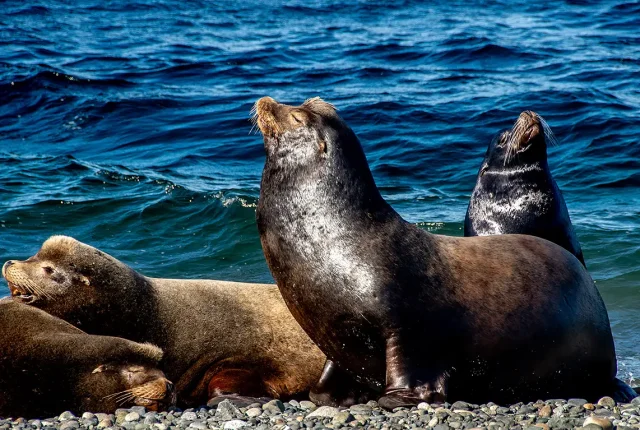 Sea Lion Sunbathers, Deep Bay, Vancouver Island, British Columbia, Canada