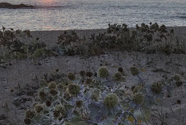 Sea Thistle At Sunset, Lavra, Matosinhos, Porto, Portugal