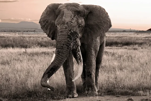 Second Encounter, Amboseli National Park, Kenya
