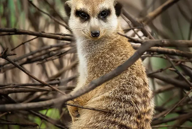 Sentineling Meerkat, Hefei, Anhui, China