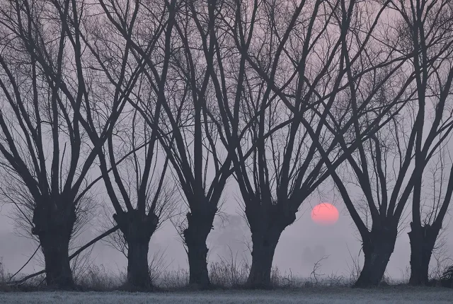 Sentinels Of The Sunrise, Latowicz, Poland