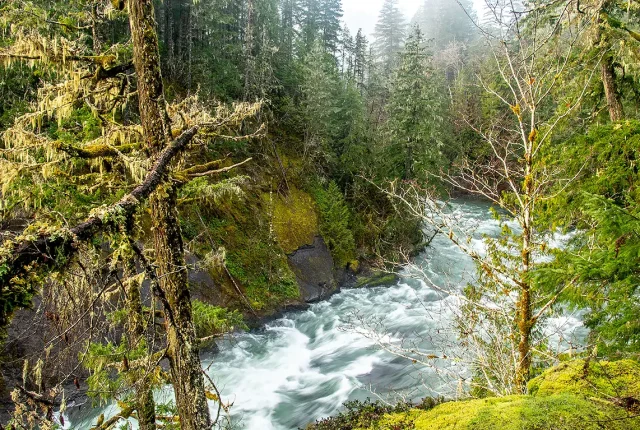 Serpentine Forest, Cowichan River PP, Vancouver Island, British Columbia, Canada